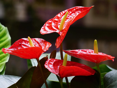 Sin químicos costosos: el truco para que tu anturio no se muera y de flores todo el año
