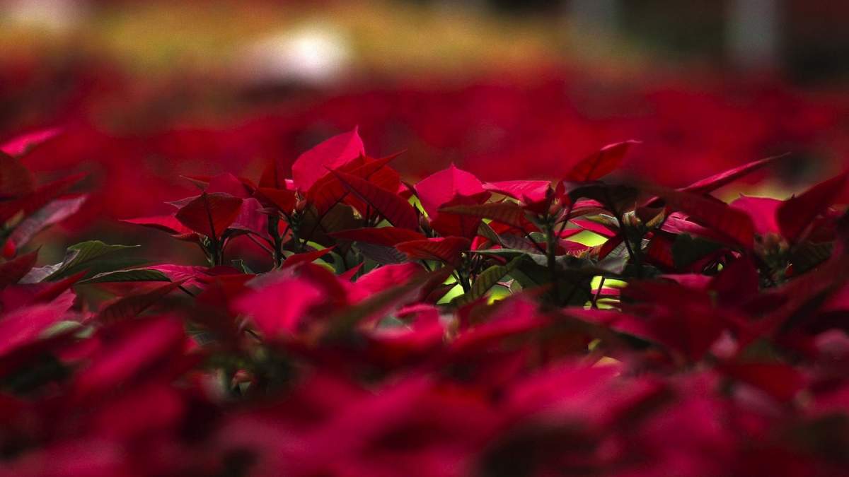Flores de Nochebuena
