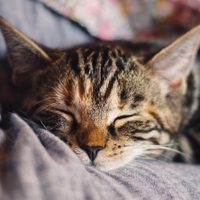 Con elementos caseros: los trucos más efectivos para que tu gato no ensucie donde no querés