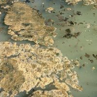 Denuncian que en el río Agrio arrojan residuos cloacales: las imágenes