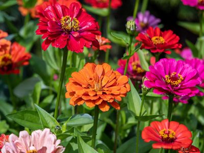 No la pises más: la planta con bellas flores que es súper fácil de mantener y atrae muchas mariposas a tu jardín