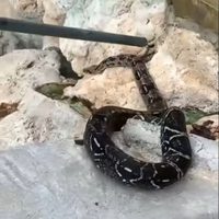 Boa constrictor es captada en las aguas termales de las Grutas de Tolantongo (Video)
