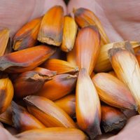 Gastronomía fácil y gourmet con productos patagónicos