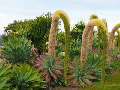 Suculentas: siete consejos para que la Agave attenuata crezca bella y sana en nuestro hogar