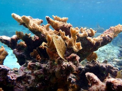 Más del 40% de las especies de coral se enfrentan a la extinción