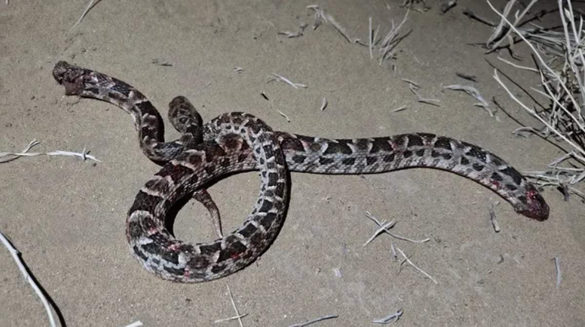Recomendaron evitar el contacto directo con la serpiente y no intentar capturarlas. Fuente: (Facebook)