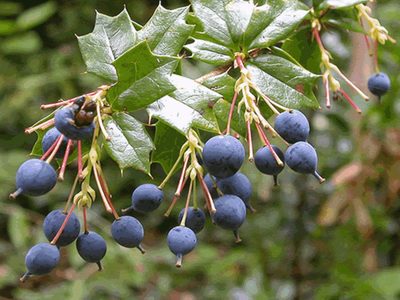 Calafate, el fruto ancestral que se disfruta en postres y mermeladas