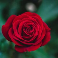 3 trucos para que tus Rosas estén rozagantes como las del vivero y florezcan abundantemente