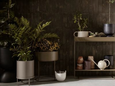 5 plantas que sobreviven a los rincones más oscuros de tu hogar y que además son fáciles de cuidar