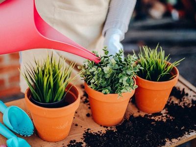 Si tu planta repele el agua al regarla, podría estar sufriendo de hidrofobia: qué es y cómo solucionarlo