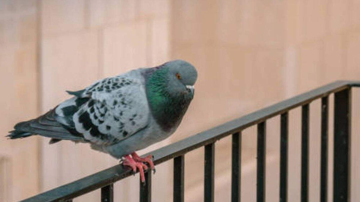 Palomas. Fuente: (El Confidencial)