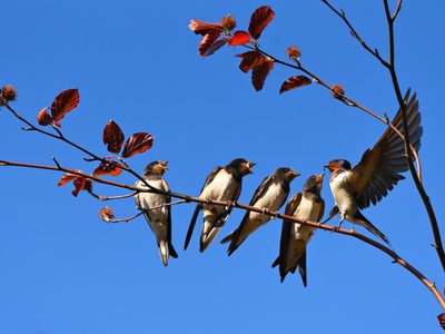 Algunas curiosidades sobre las golondrinas, las aves que anticipan la primavera