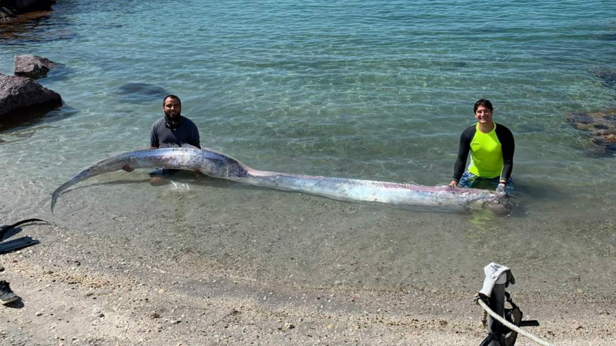 Un pez remo encontrado en Baja California Sur. Fuente: (Twitter)