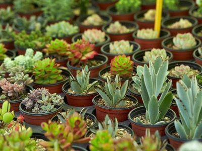 5 plantas suculentas para tener flores todo el año y que no necesitan mucho mantenimiento