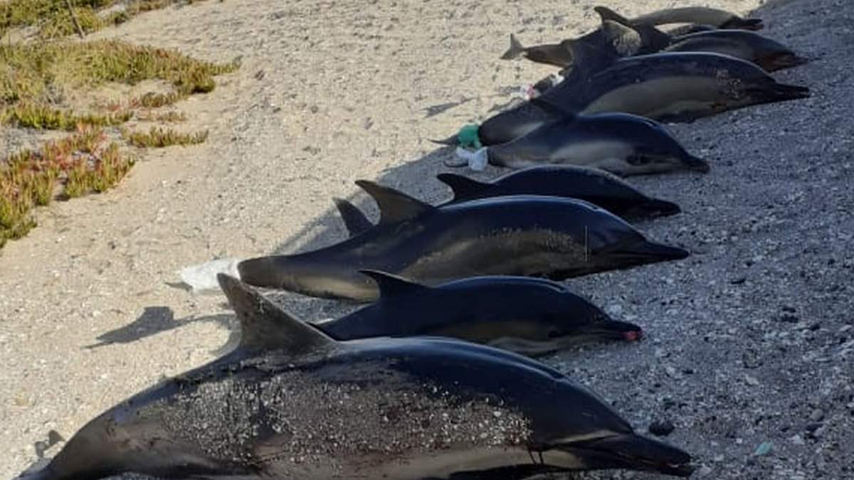 Los delfines son seres muy queridos por la comunidad de San Antonio Este. Fuente: (Twitter)
