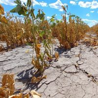 El Gobierno estiró la emergencia agropecuaria para Chaco y Santa Fe