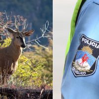 Detienen en Junín de los Andes a dos cazadores furtivos con más de 40 kilos de carne de ciervo