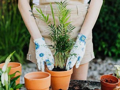 Plantas para poner en el living y que atraen buenas energías a tu hogar