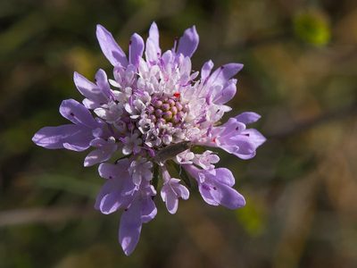 Si sembrás esta flor, seguramente nunca se vaya de tu jardín: florece en verano y otoño y se propaga fácilmente