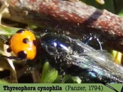 Mosca "quebrantahuesos" es vista en Francia; se creía extinta hace más de un siglo