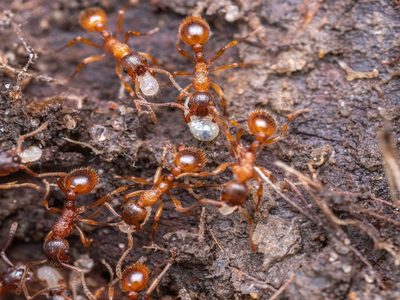 La fórmula secreta y natural para eliminar las hormigas coloradas de tu hogar, definitivamente