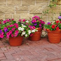 El secreto de la abuela para limpiar las macetas de barro y dejarlas como recién compradas