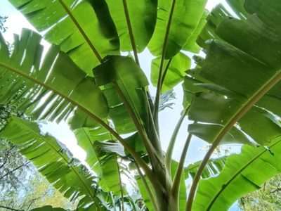 Ni aceite, ni rocío vegetal: la planta que podés usar en tu cocina como el mejor antiadherente