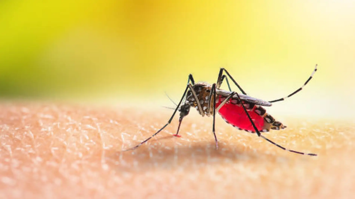 Mosquitos. Fuente: (Instagram)