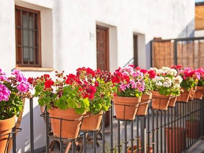 La planta con flores que tu abuela siempre tenía en el balcón y ahora vuelve a marcar tendencia en decoración