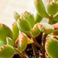 La suculenta que no crece mucho, es resistente y perfecta para sembrar en invierno: tomá nota