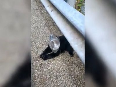 Oso con la cabeza atrapada dentro de una botella de plástico es rescatado por una mujer (video)
