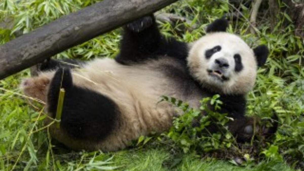 Xin Bao, una panda gigante de casi 4 años, en el Zoológico de San Diego