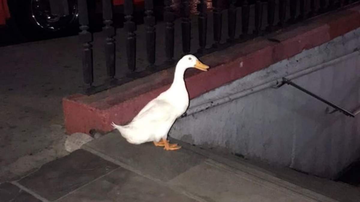 Un pato que se encontraba en la entrada de la estación del Metro “Chapultepec”