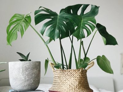 La forma sencilla para que tu planta monstera o costilla de Adán, esté siempre hermosa y radiante