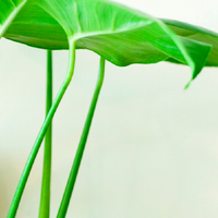 El secreto de los viveristas para que tu planta Manto de Eva crezca rozagante y con las hojas sanas