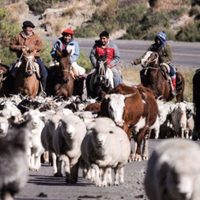 El precio del chivito navideño aumentó un 50% en Neuquén en relación al año pasado