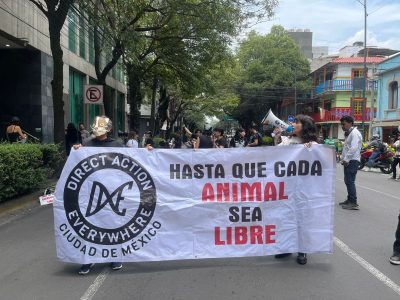 Activistas denuncian que titular de la PAOT no da seguimiento a denuncias por maltrato animal