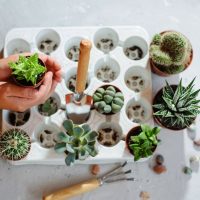 Suculentas: cómo cuidar las plantas pequeñas a la hora de trasplantarlas