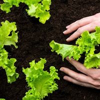 No compres más lechuga y prolongá el cultivo de esta planta con esta técnica que usan los profesionales