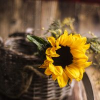 Girasoles: cómo sembrarlos en macetas y con solo unas pipas