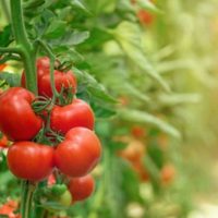 La poderosa planta que te ayudará a cosechar los tomates más jugosos y ricos