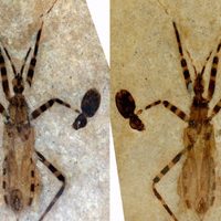 Hallan fósil de "insecto asesino" de 50 millones de años con genitales bien conservados