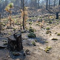 San Miguel Topilejo: un bosque en cenizas, una comunidad amenazada