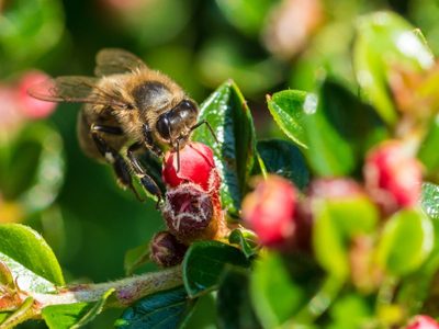 Con un cajón y un maple de huevos, creá el “hotel” perfecto para los insectos que benefician a tus plantas: seguí el paso a paso