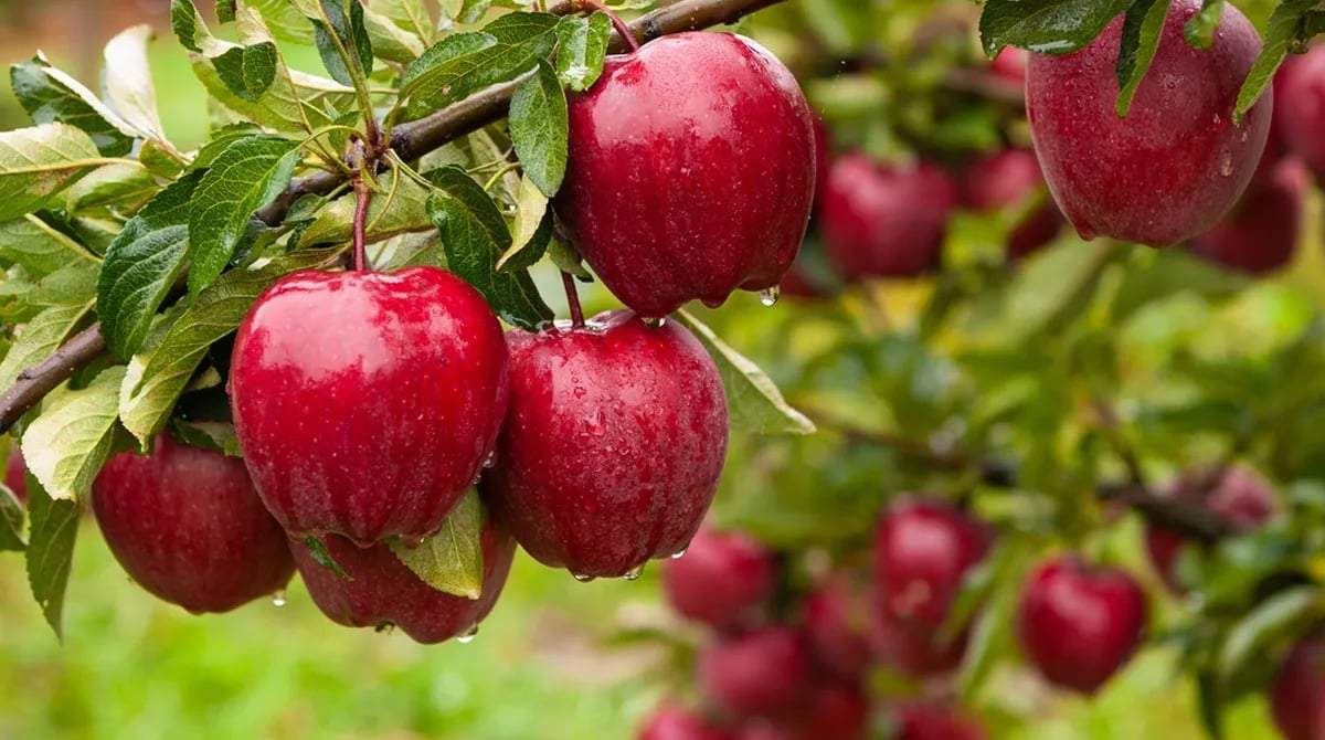 Manzanas. Fuente: (X)