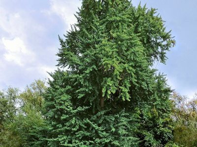 La planta que crece como el árbol más majestuoso y es considerada una de las más emblemáticas en Otoño