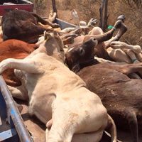 Mueren 2 mil reses por alimento contaminado en Aguascalientes (Video)