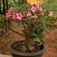 La suculenta colgante con hermosas flores que vas a querer tener en tu jardín durante la primavera
