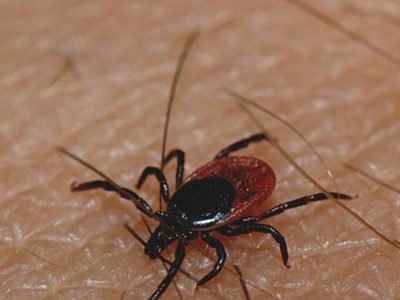 Alarma en China por una enfermedad que transmiten las garrapatas