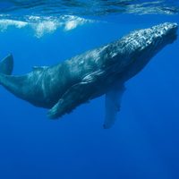 Un canto a través del océano: unas ballenas pueden transmitir sus canciones de Australia a Ecuador